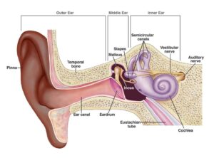 Figure 1. Structure of the Ear from the National Institute of Health (NIH) and the National Institute on Deafness and Other Communication Disorders